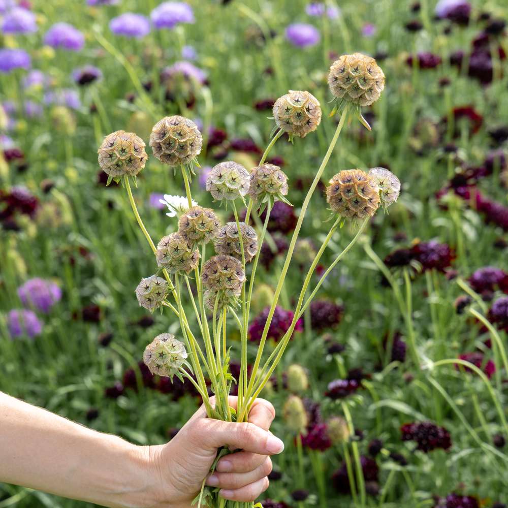 Stjärnskabiosa 'Drumsticks' (frö)